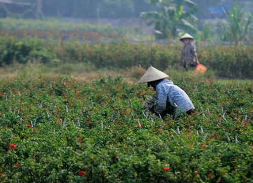 Hoa vườn giá rẻ, thị trường chót vót ảnh 4